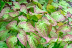 Horny Goat Weed (Epimedium)